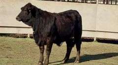 Bred Black Beefmaster Heifer