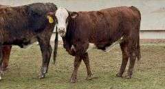 Tigerstripe & Chocolate Braford Replacement Heifers