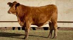 Bred Beefmaster Heifer