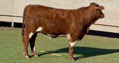 E6 Beefmaster Heifer