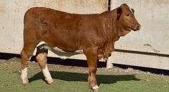 E6 Beefmaster Heifer