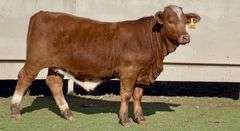 E6 Beefmaster Heifer