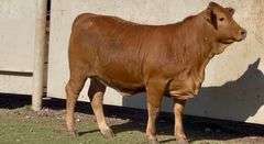E6 Beefmaster Heifer