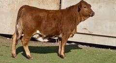 E6 Beefmaster Heifer