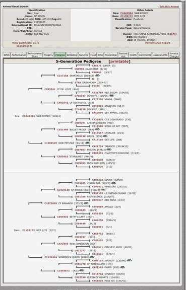 Registered Beefmaster Heifer