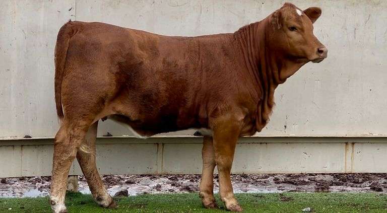 Registered Beefmaster Heifer