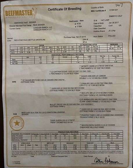 E6 Beefmaster Heifer