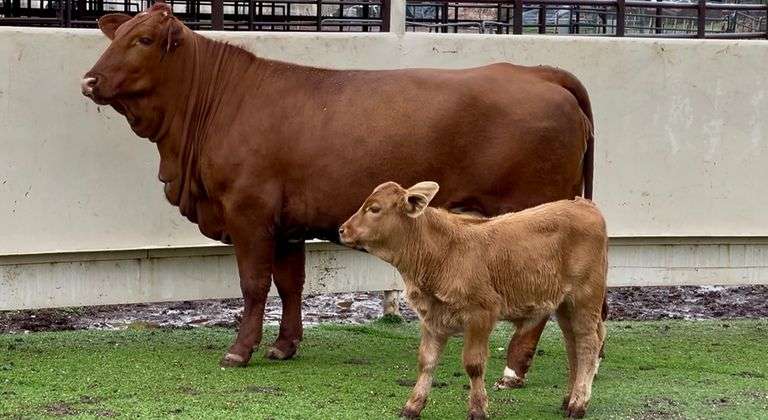 Registered Beefmaster Cow & Calf Pair