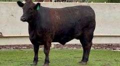 Finished Angus Butcher Steer