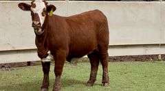 Santa Gertrudis Hereford Cross