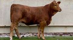 Registered Beefmaster Heifer