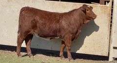 E6 Beefmaster Heifer