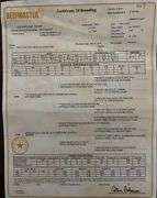 E6 Beefmaster Heifer