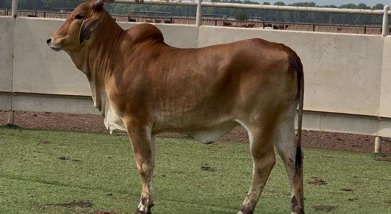 Red Brahman Heifer