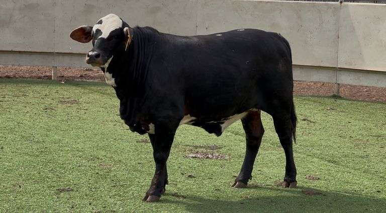Chocolate Braford Heifer