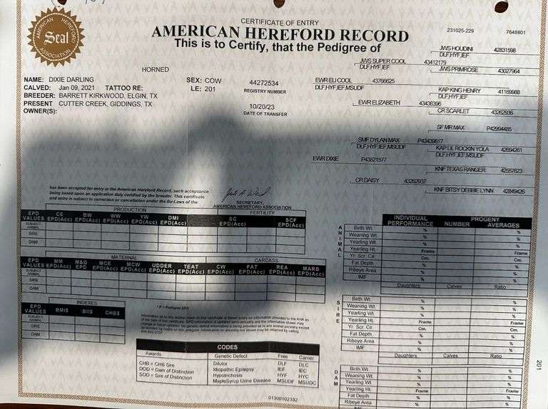 Registered Lowline Herefords