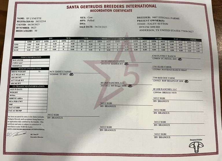 Registered Santa Gertrudis Star 5 Heifers