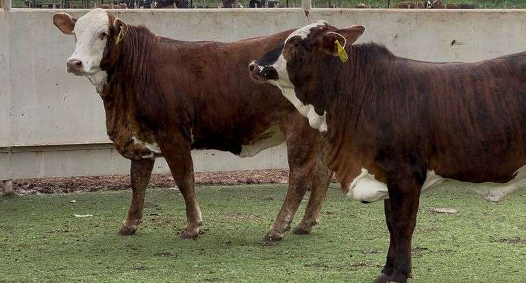 F1 Braford Heifers