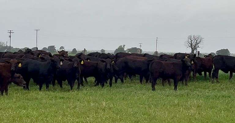 Brangus & Brangus Cross Replacement Heifers