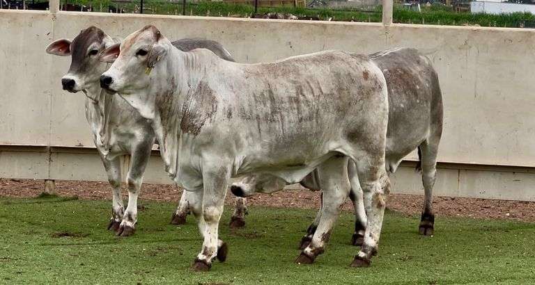 J&J Cattle Co: Open Replacement Heifer Online Auction