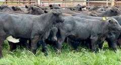 Brangus & Brangus Cross Replacement Heifers