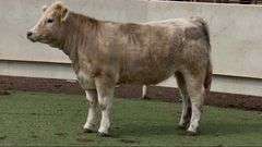 Charolais Cross Heifer