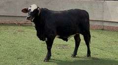 Chocolate Braford Heifer