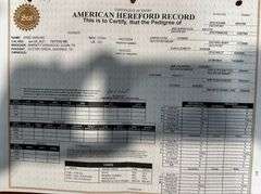 Registered Lowline Herefords