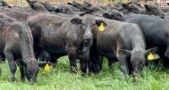 Brangus & Brangus Cross Replacement Heifers