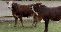 F1 Braford Heifers