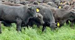 Brangus & Brangus Cross Replacement Heifers