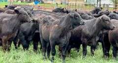 Brangus & Brangus Cross Replacement Heifers