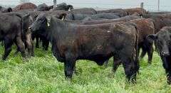 Brangus & Brangus Cross Replacement Heifers