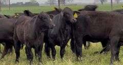 Brangus & Brangus Cross Replacement Heifers