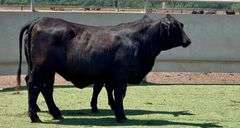 Registered Santa Gertrudis Star 5 Heifers