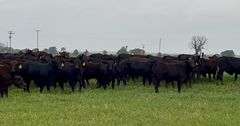 Brangus & Brangus Cross Replacement Heifers