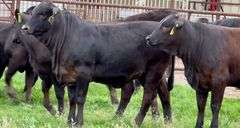 Brangus & Brangus Cross Replacement Heifers
