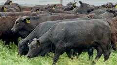 Brangus & Brangus Cross Replacement Heifers