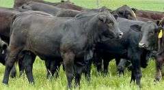 Brangus & Brangus Cross Replacement Heifers