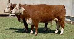 Registered Lowline Herefords