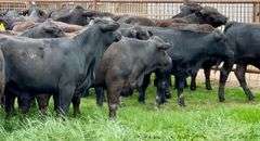Brangus & Brangus Cross Replacement Heifers