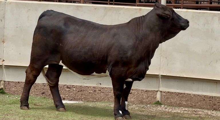 Registered Beefmaster