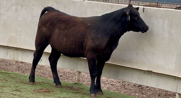 Bred Angus Heifer