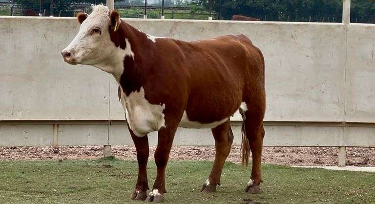 Bred Hereford Cow
