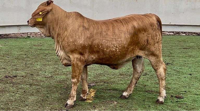 J&J Cattle Co: Bred & Open Replacement Heifer Online Auction