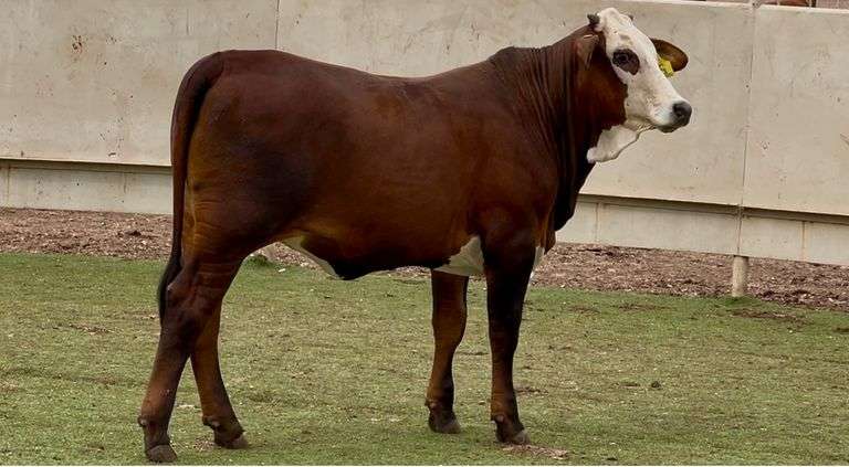 Golden Certified F1 Braford