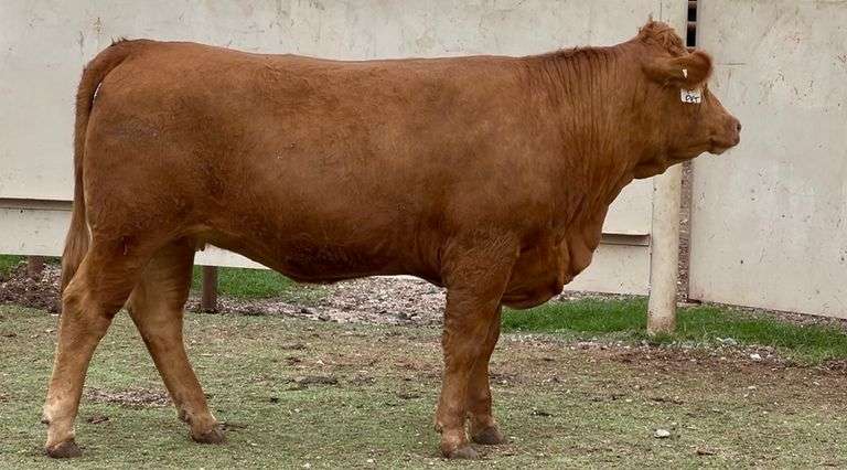 Gentle Limousin