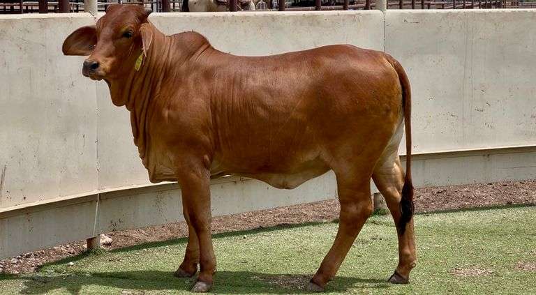 Red Brahman