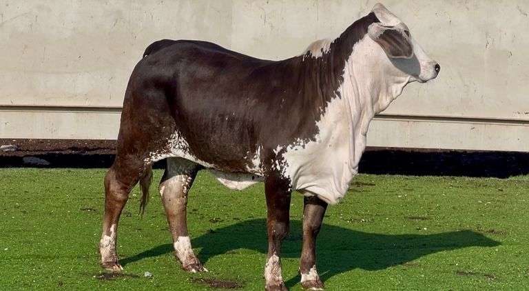 J&J Cattle Co: Bred & Open Replacement Heifer Online Auction