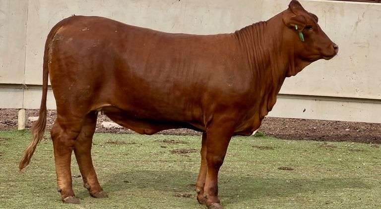 Registered Beefmaster